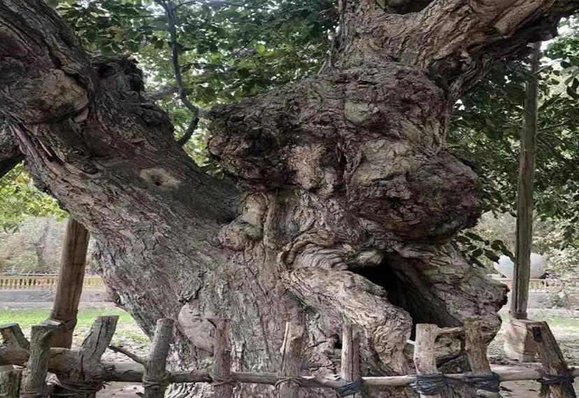 核桃很多人都吃过,但是核桃王树就不一定容易见到,来和田看看吧_公园