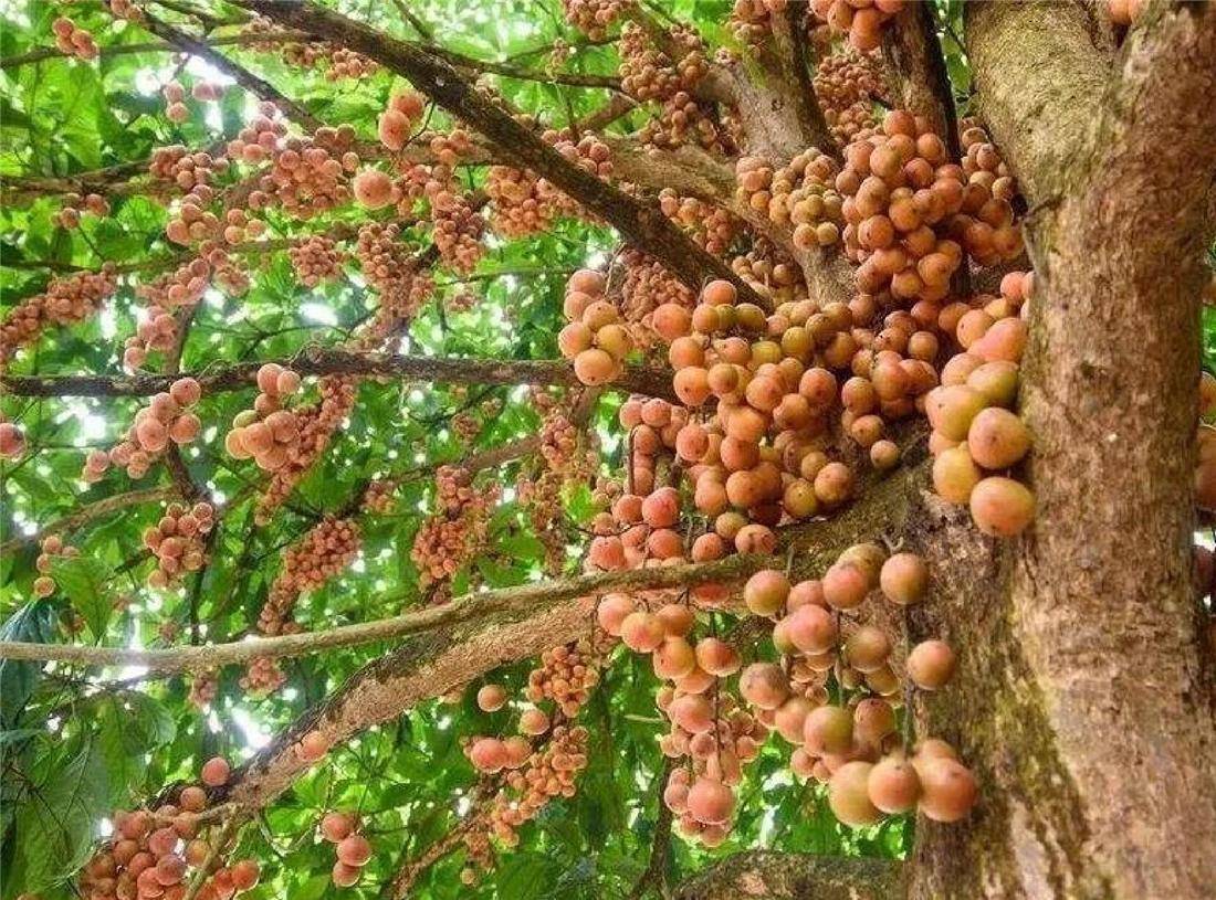 木奶果开花图片