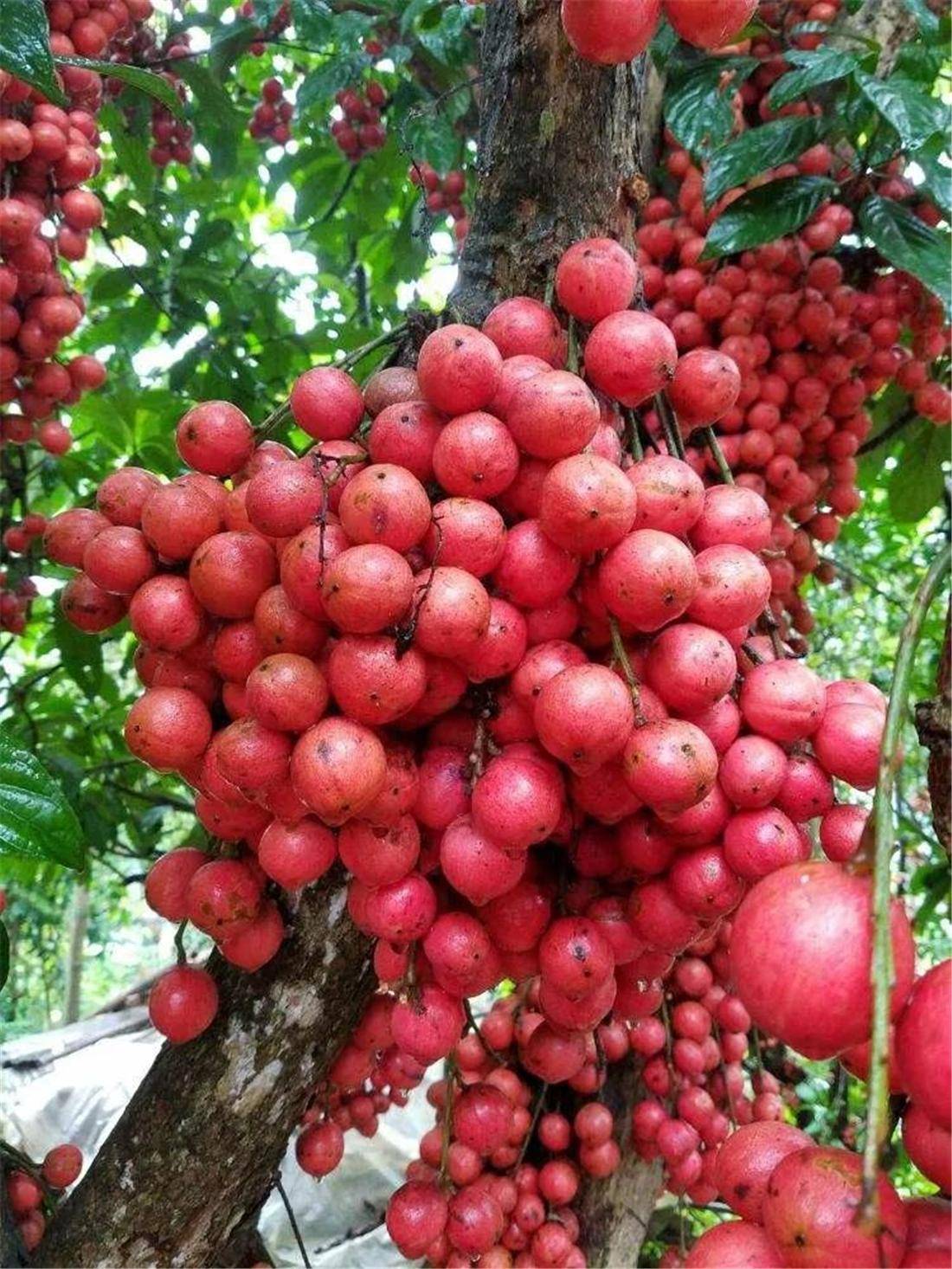 木奶果看似黄皮,剥开如山竹,吃似杨梅,北方一般吃不到_果实_水果_植物