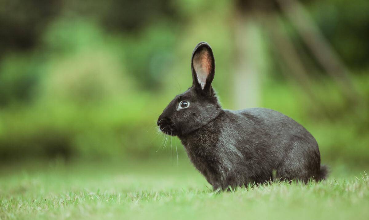 乌兔年是几岁?由于五癸中有水,水代表黑色,可能是黑兔.
