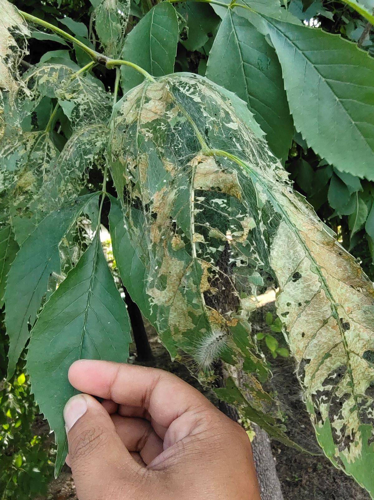 "白蛾"危害太凶残_幼虫_美国_防治