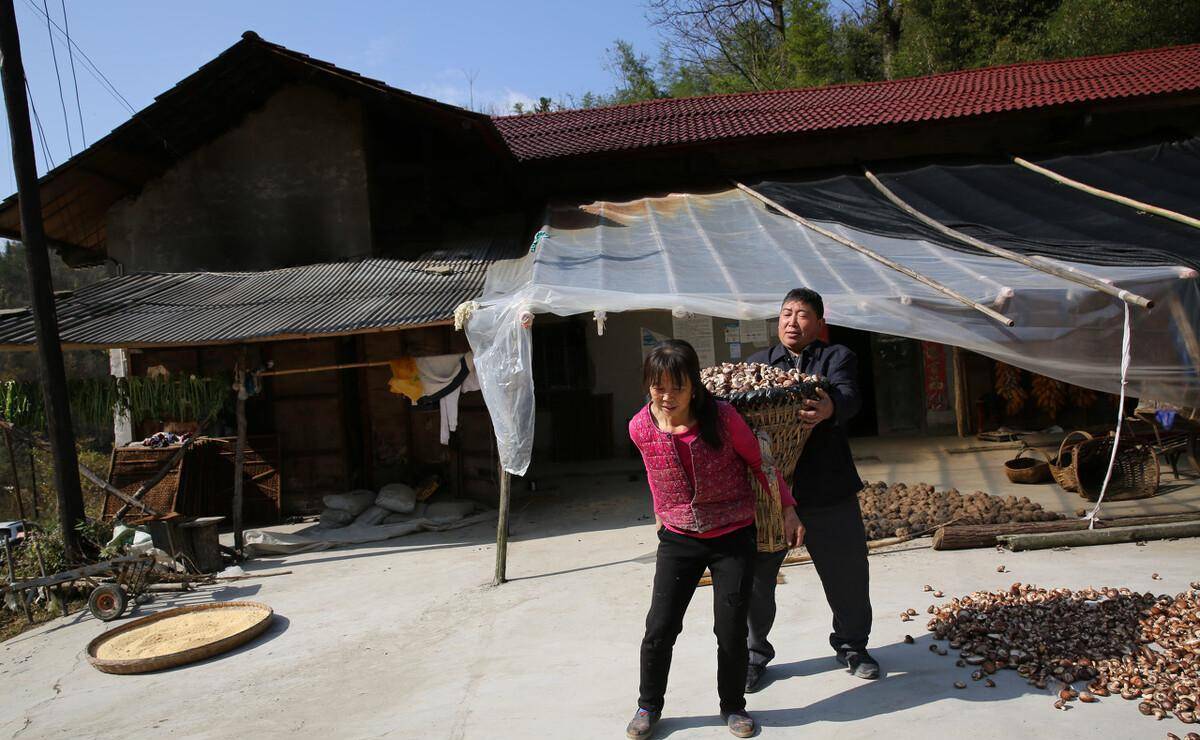 丈夫不能幹重活,52歲農村大姐扛起重擔,說要在山裡掙夠養老錢_香菇