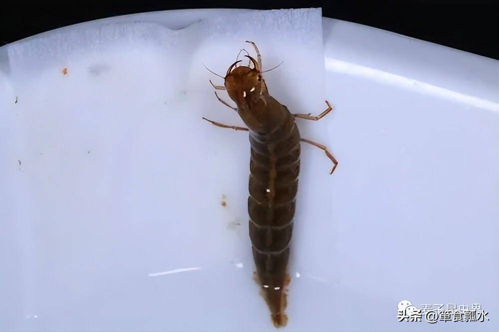 龙虱(虾鳖子)及其幼虫水蜈蚣(水夹子)_空气_昆虫_气泡