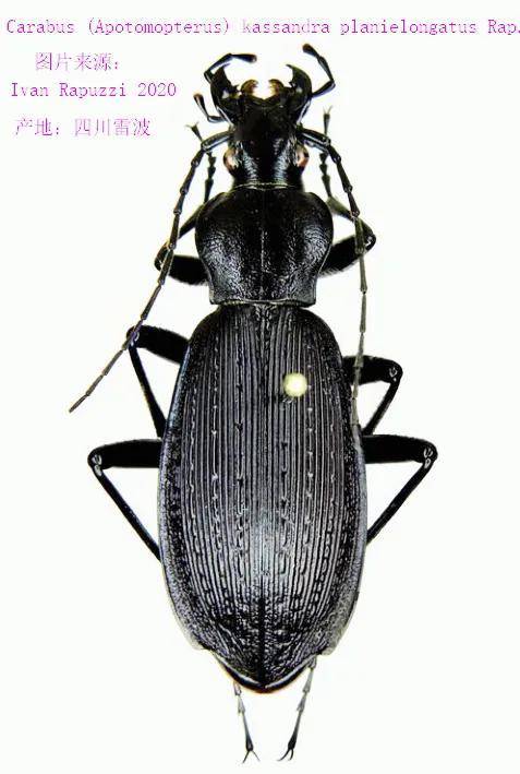 中国步甲属美学-附新种鉴赏_种类_rapuzzi_carabus