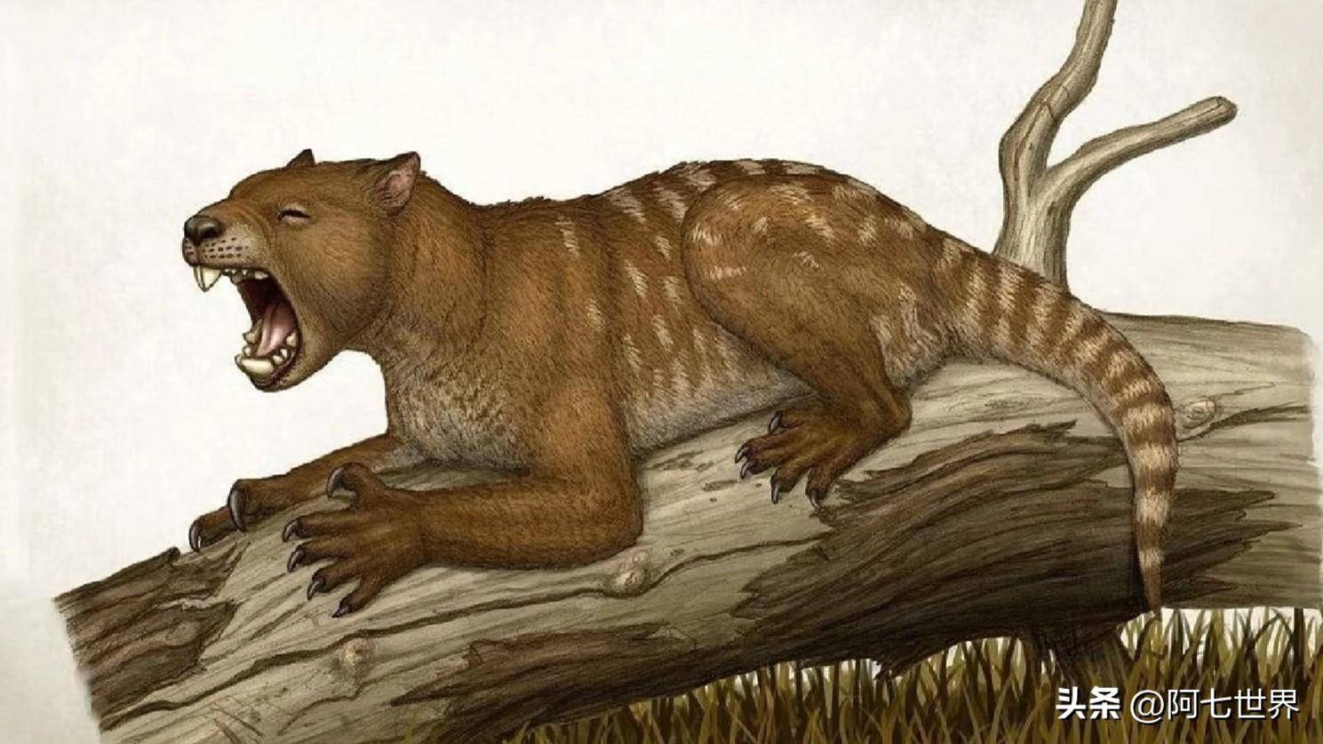 古巨蜥,是已知最大的蜥蜴,科学家怀疑还存在于澳洲内陆?