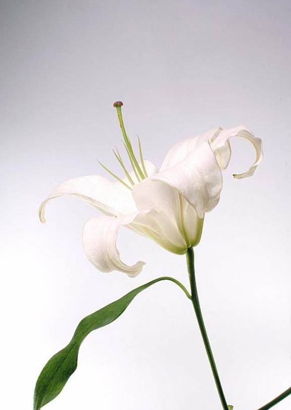 情感测试:三朵百合花你喜欢哪一朵?测你和他有怎样的感情生活!