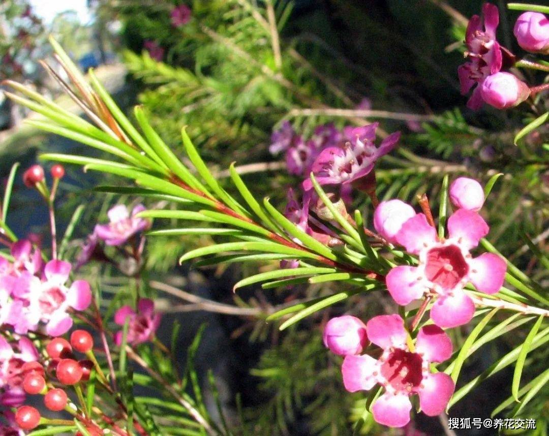 常被叫做澳洲腊梅的蜡花,养成盆栽后,如何才能开上千朵花?