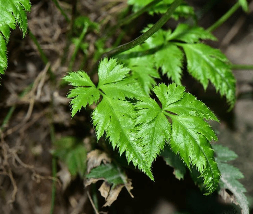 短萼黄连,国家濒危二级保护植物,你家有请保护好它,别随意采挖_叶片