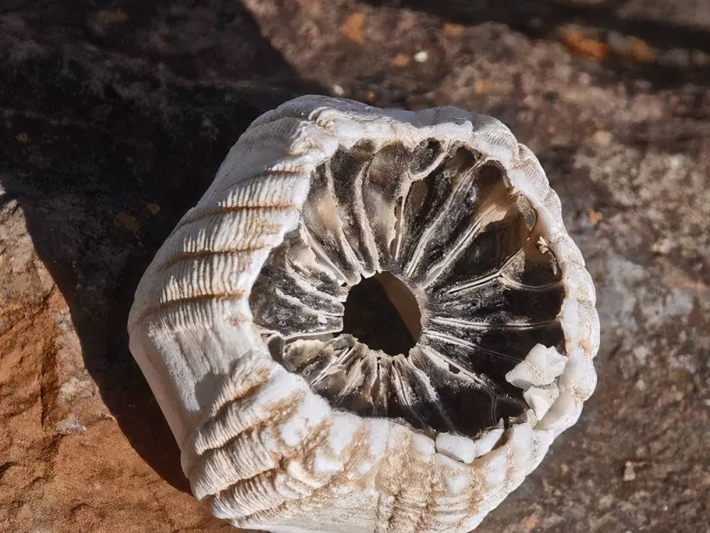 海洋中遭人唾弃的藤壶，到底有多可怕？看看鲸和海龟的下场就懂了(图2)