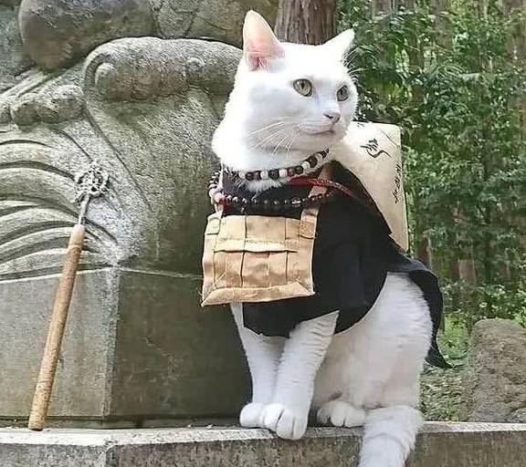 袖虎:带你走进日本人的猫世界_爱动漫_网站_歌山