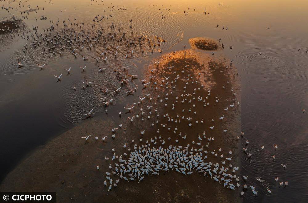 山东荣成迎来大天鹅迁徙高峰_荣成市_成山镇_天鹅湖