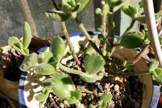 熊童子大量落叶,叶片发黑是怎么回事?_植物_环境_品种