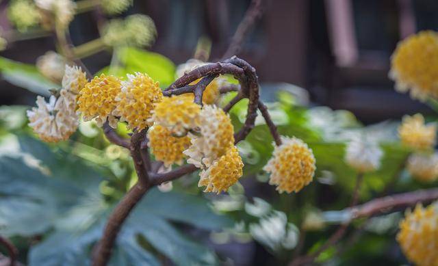 代表爱情的花（芍药花图片简笔画手绘） 第4张