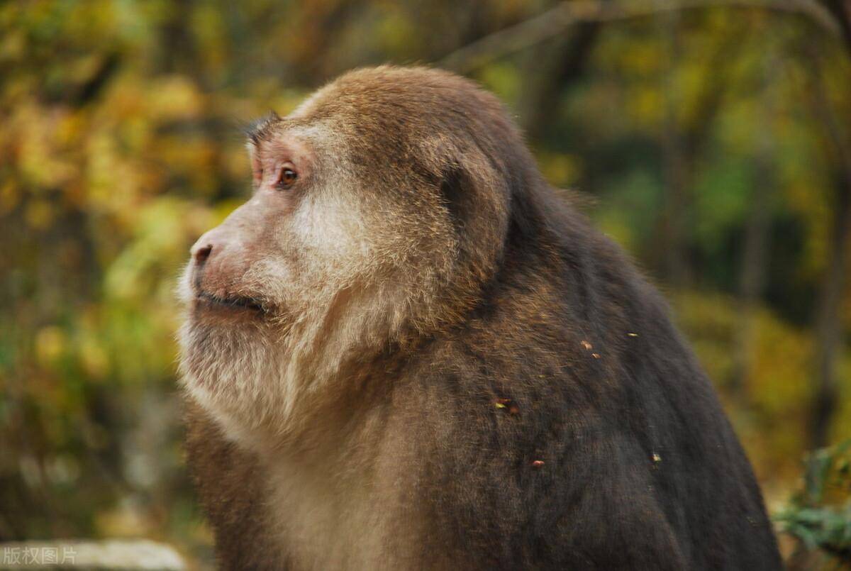 人類_生活_動物