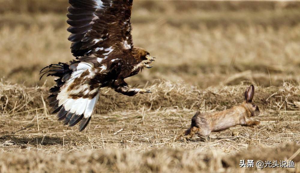 金雕捕食百斤野猪,拖行100多米,能用它治理"猪患"吗?