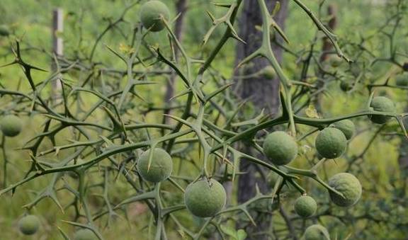 河南农村这种快要消失的树,果实像橘子却不能吃,你老家叫啥?