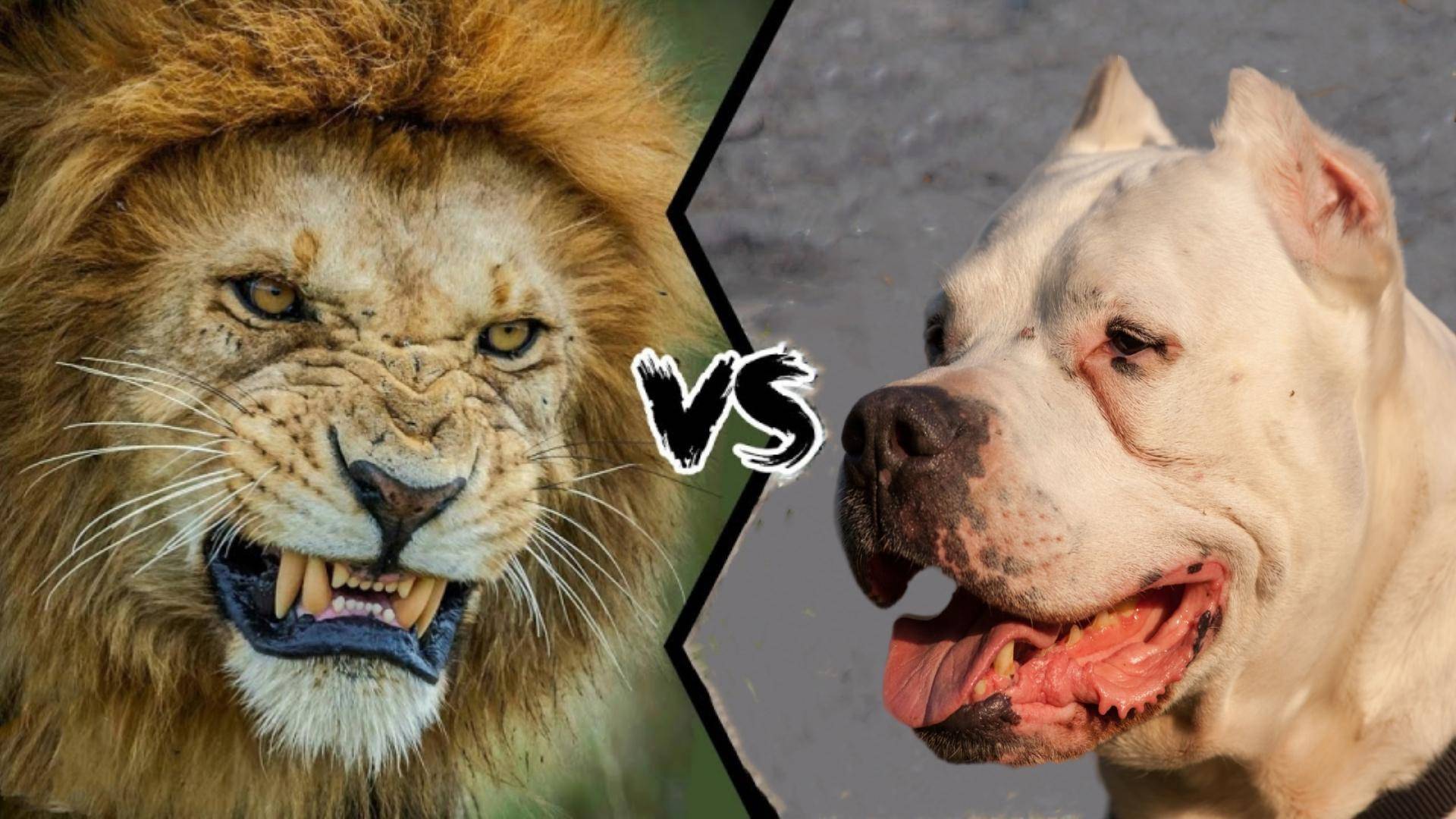 狮子vs杜高犬,若猫科一哥和犬科二弟单挑,谁会笑到最后呢?