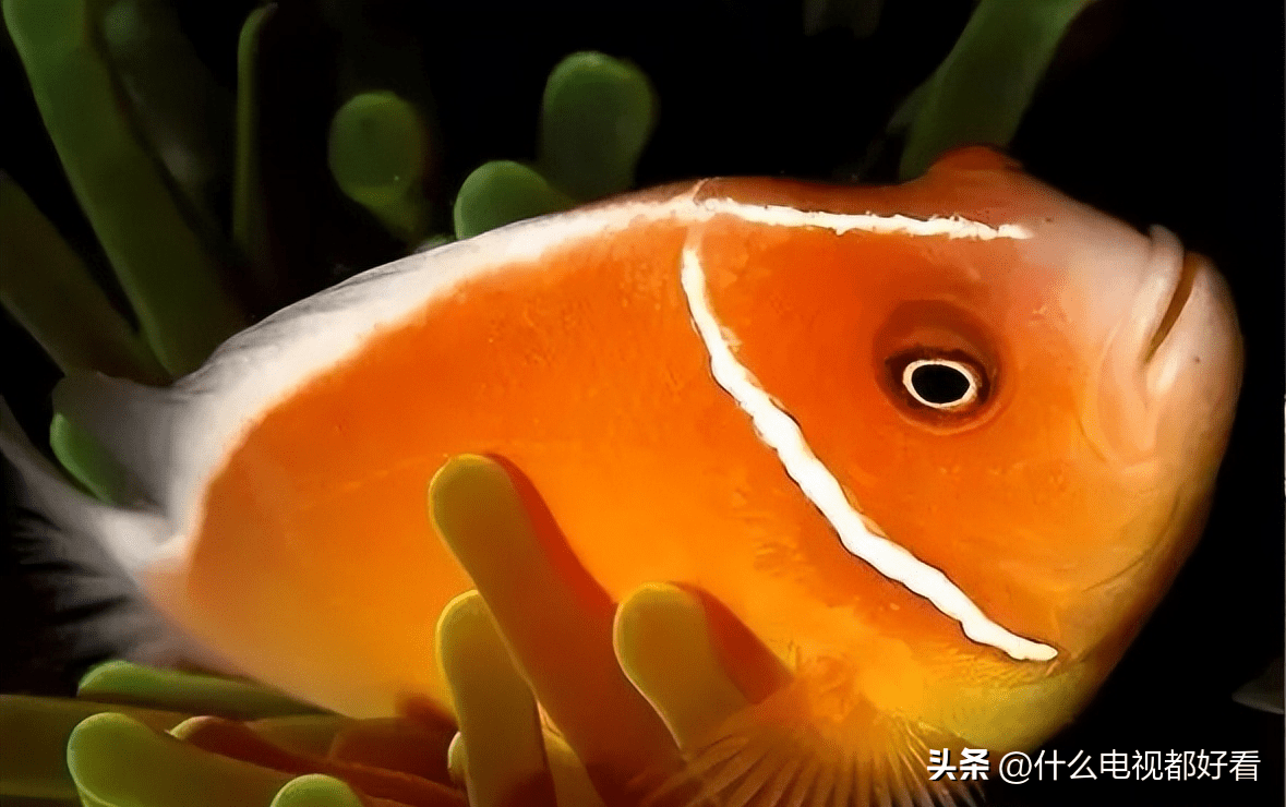 普及动物界:教你认识"粉红海葵鱼"(pink anemonefish)_海域_西太平洋