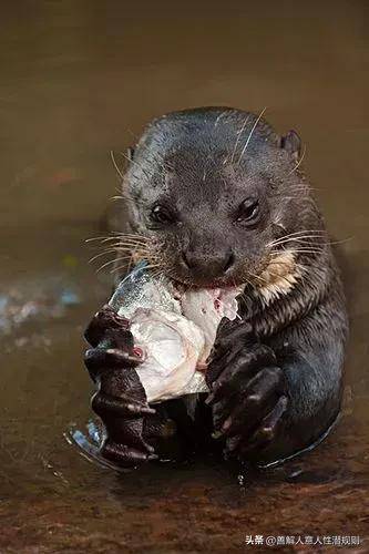 把食人鱼当食物?_亚马逊_动物_水獭