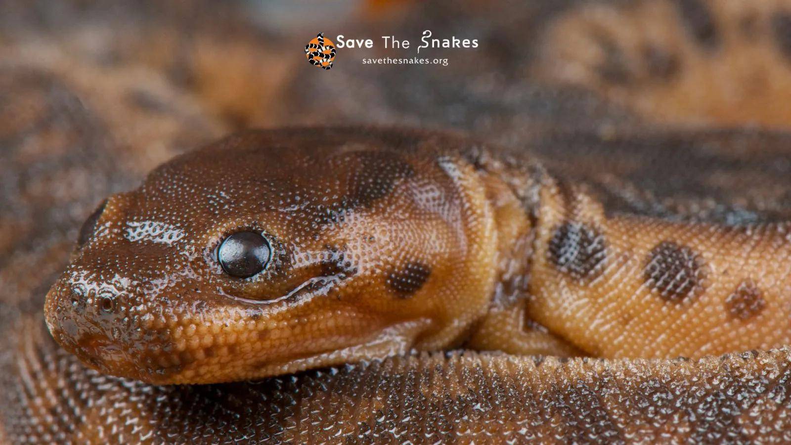 被冠以象牙之名,来自东南亚的萌系粗皮蛇_爪哇_是一种_身子