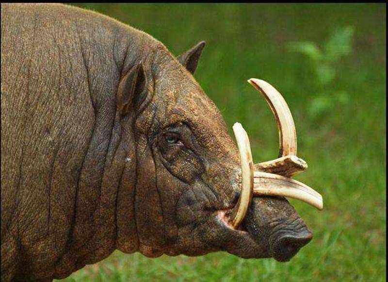 印尼海岛出现奇怪野猪,獠牙能长至戳穿自己的头骨,看起来心疼!