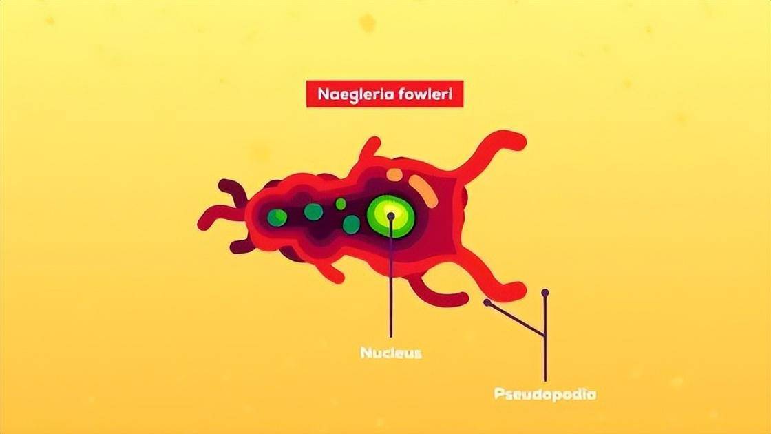 什麼是生活在淡水中會吞噬人類大腦的