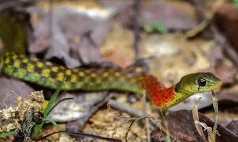 前方的草里有一条红色的蛇,离近一看原来是"红脖颈槽蛇",又名野鸡顶