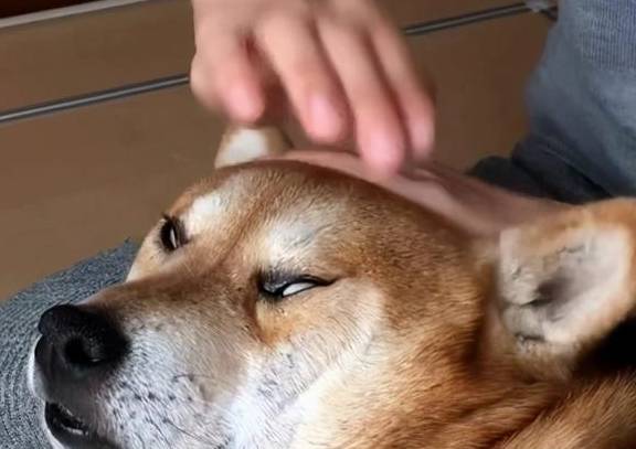 总是拍打狗狗的头部,最终会导致5大结局_事情_严重_主人