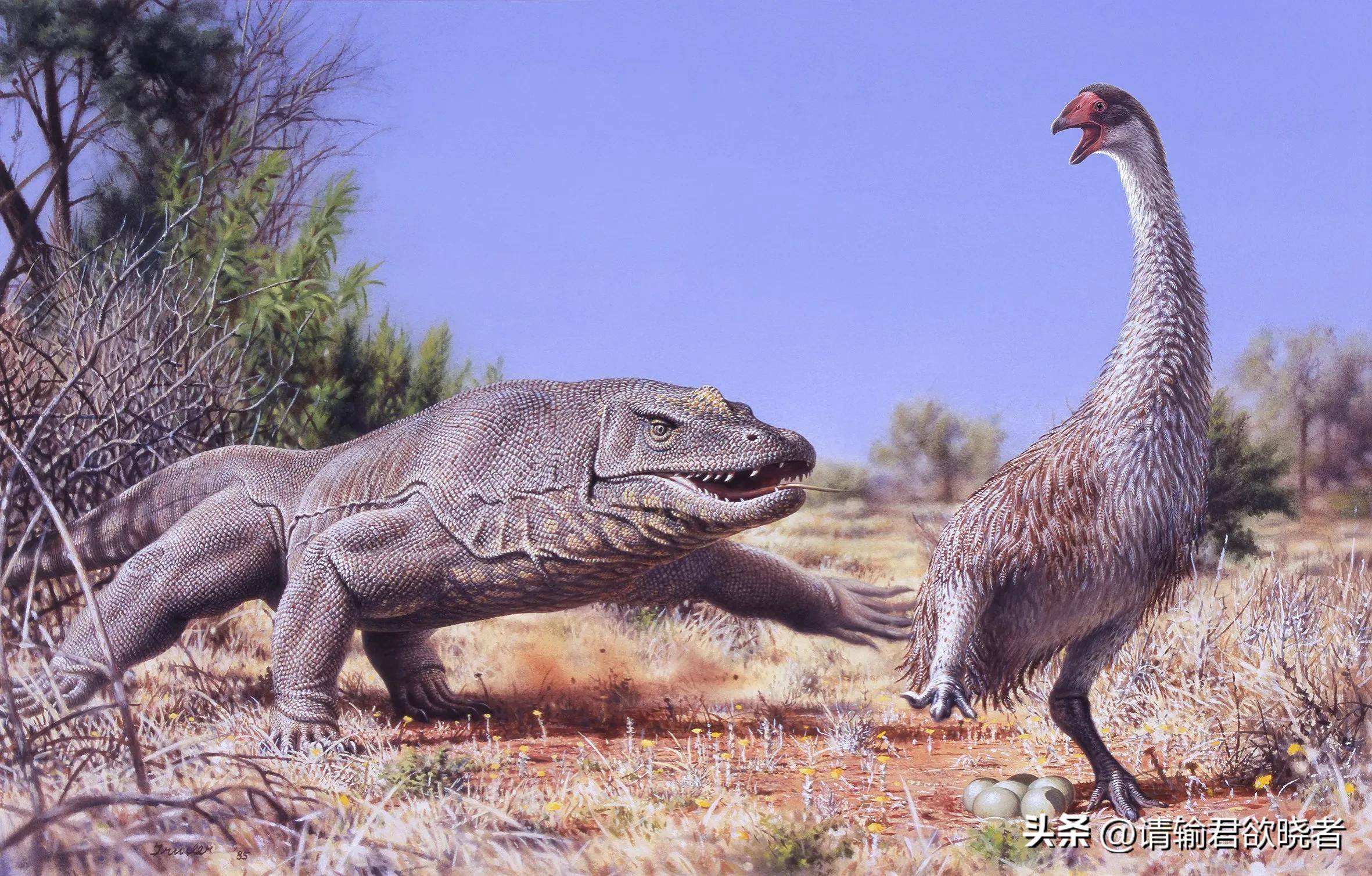 地球上存在过哪些不会飞的巨型鸟类?_加斯顿_澳洲_体型