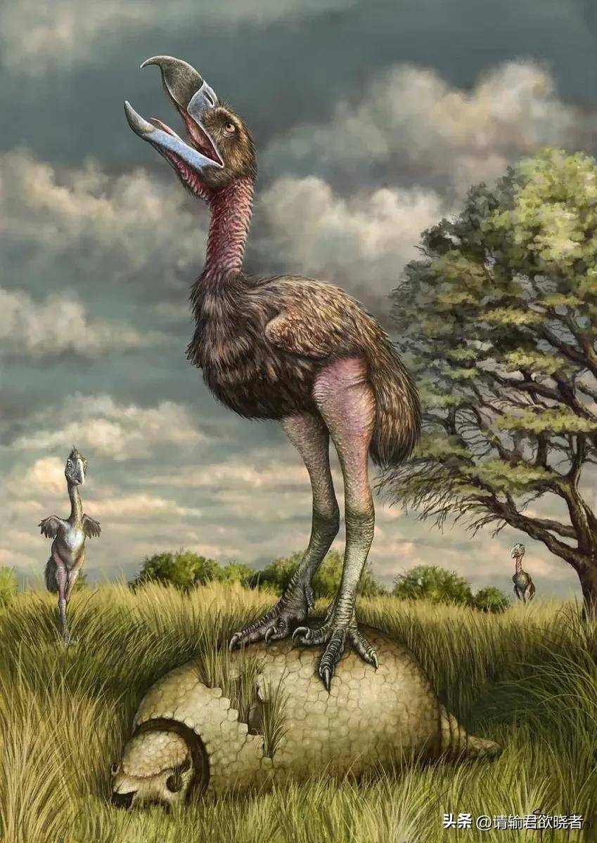 远古巨鸡?地球上存在过哪些不会飞的巨型鸟类?_加斯顿_澳洲_体型