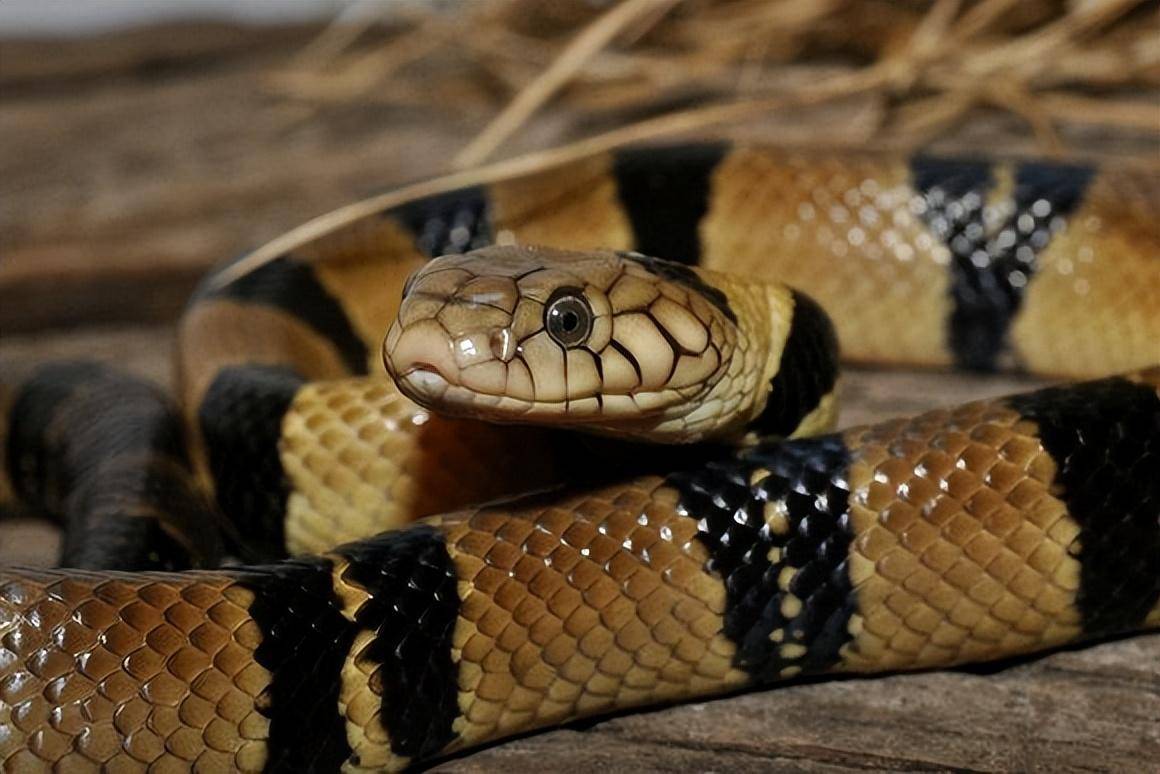 水眼镜蛇主要分布在非洲的中西部地区,它们喜欢生活在茂密的森林附近