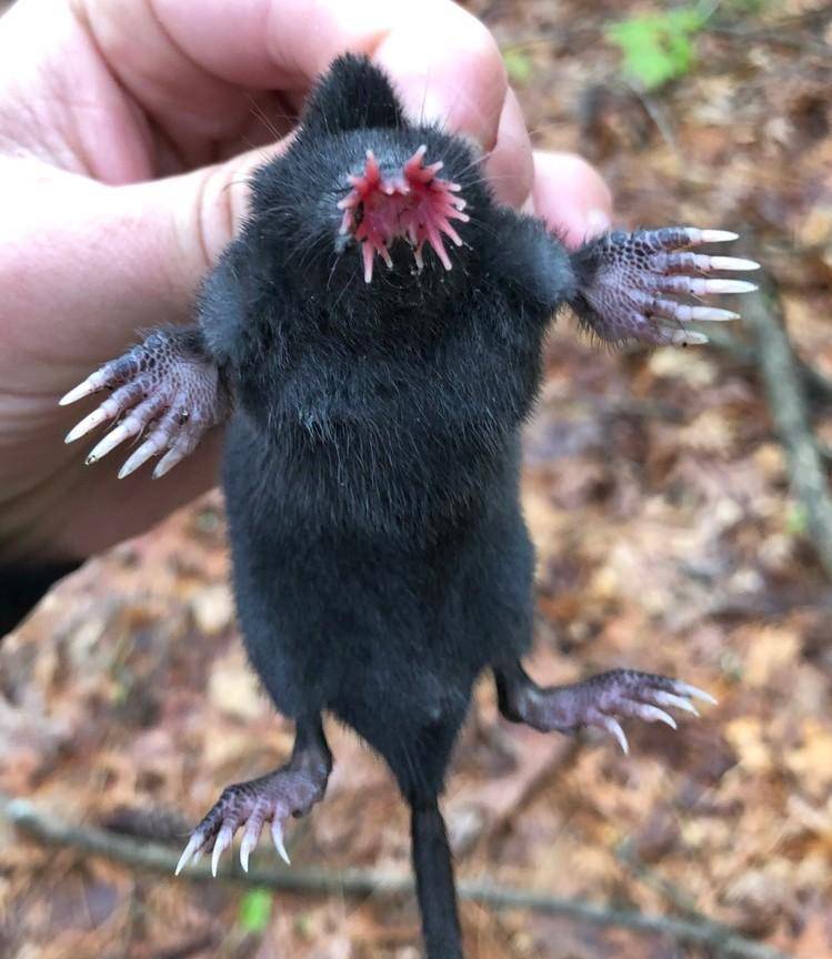 这也能叫鼹鼠?鼻子会开花,没有眼睛像条香肠,背上长刺还会下蛋