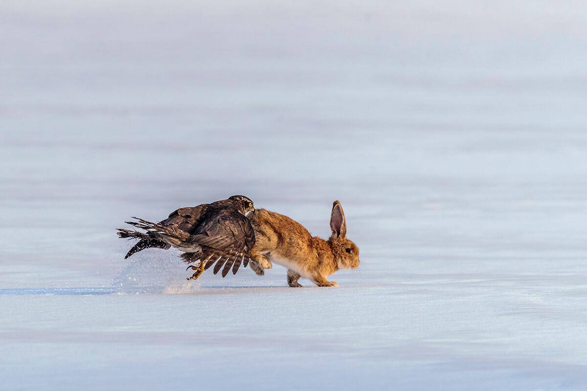 兔子蹬鹰招式图片