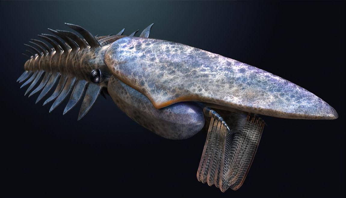 海神盔虾是和大名鼎鼎的奇虾同属于恐虾纲的动物.