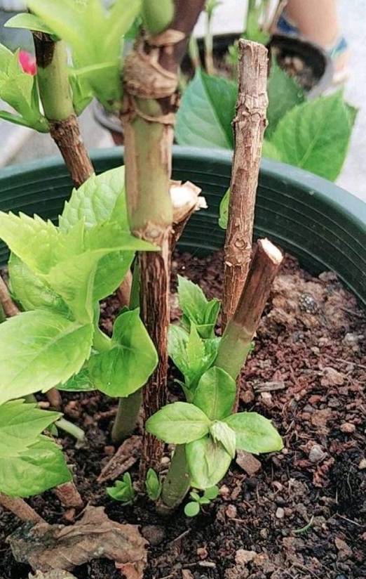 春天养护绣球花,4项工作不能少,新芽生长快,夏天开花多_修剪_萌芽