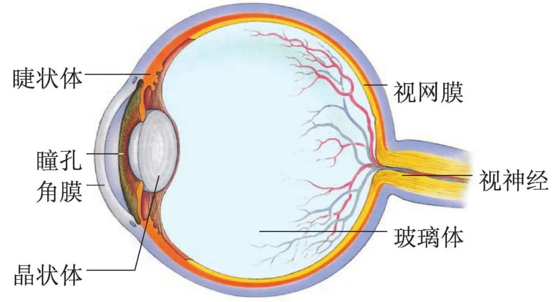 视网膜血管分布图图片