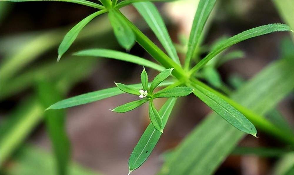 猪尾草属于茜草科植物,有些地方还有人专门种植它.
