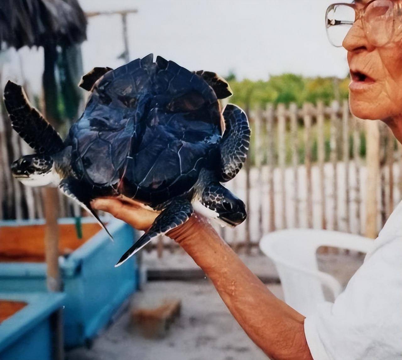 大开眼界的图片,罕见的双头连体乌龟,岩石间的大树,老树发新枝