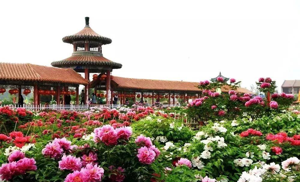 菏泽曹州牡丹独享两项"世界之最",长盛明清,管领风骚500年_芍药_品种