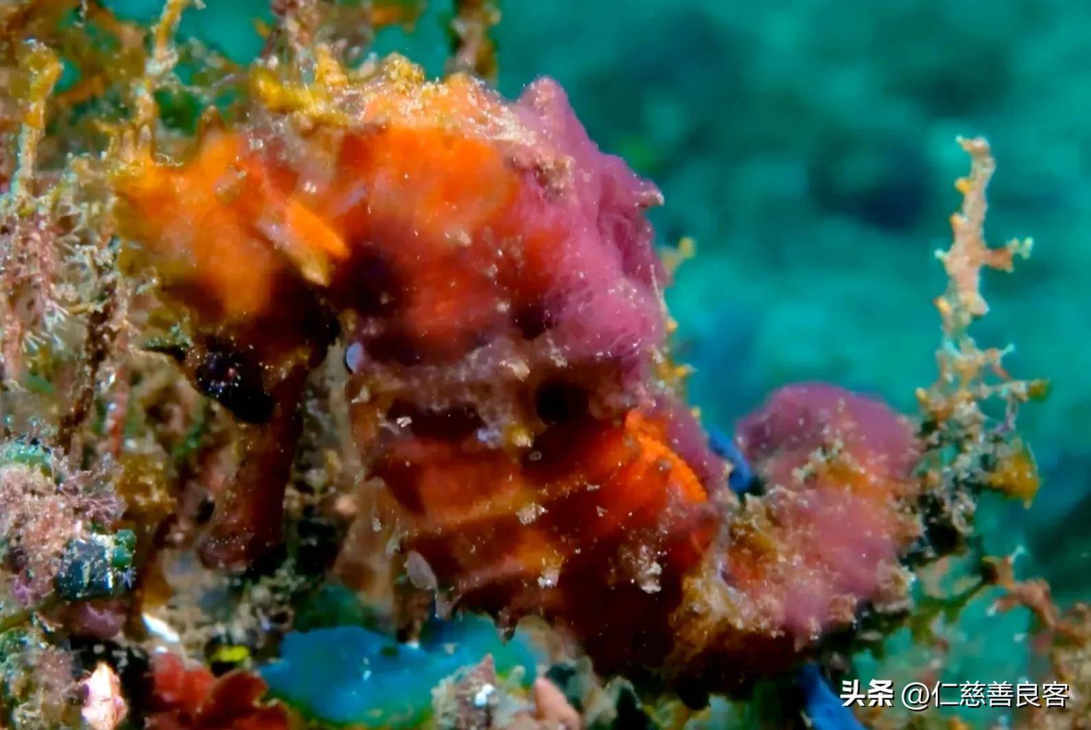 海马没有胃,吃的饭直接进入肠子消化,却能像变色龙一样变色!