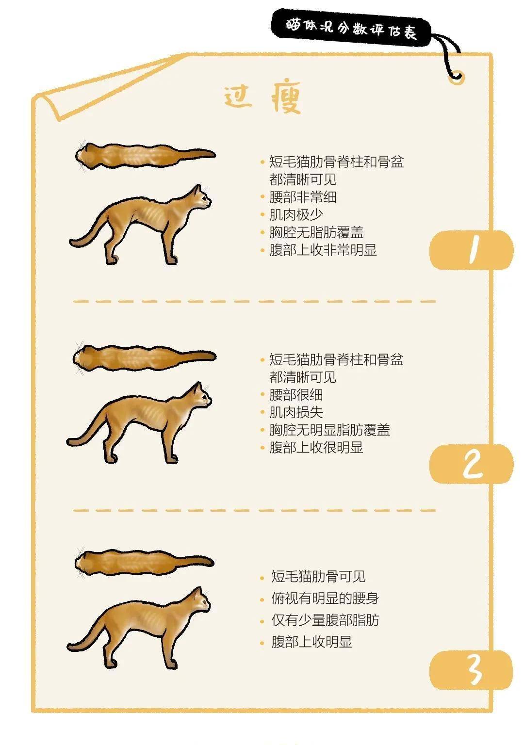 史上最凶小奶猫干饭画面流出…萌出鼻血了_食物_阶段_猫咪