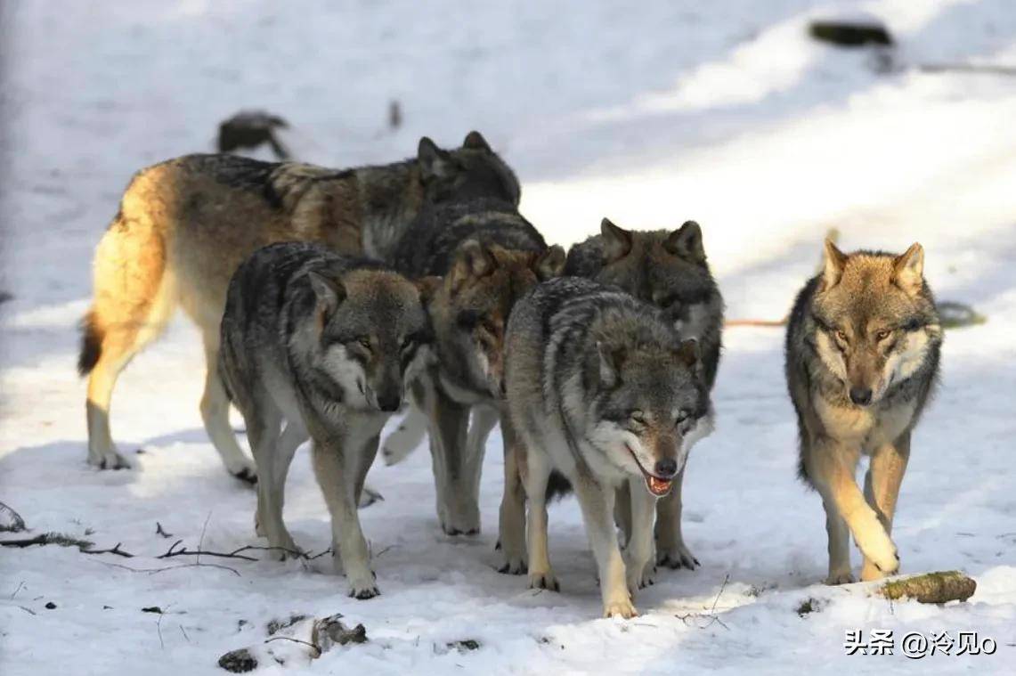 中国狼有多可怕!