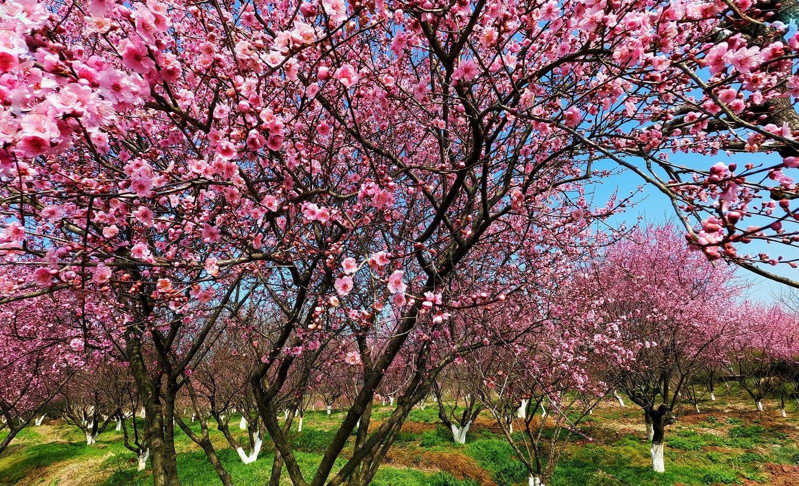 漫步在南京溧水秦淮梅园赏梅探梅,尽情感受梅园的诱人芳香_梅花_地方