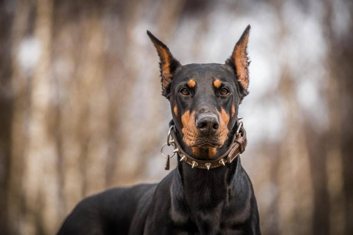 揭秘世界十大危險犬種,輕鬆咬斷動物骨骼_哈士奇_訓練_因為