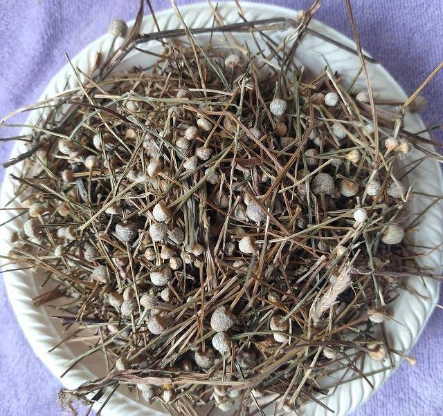 走近中药:认识一下风热目疾的"谷精草",它还有哪些特点?