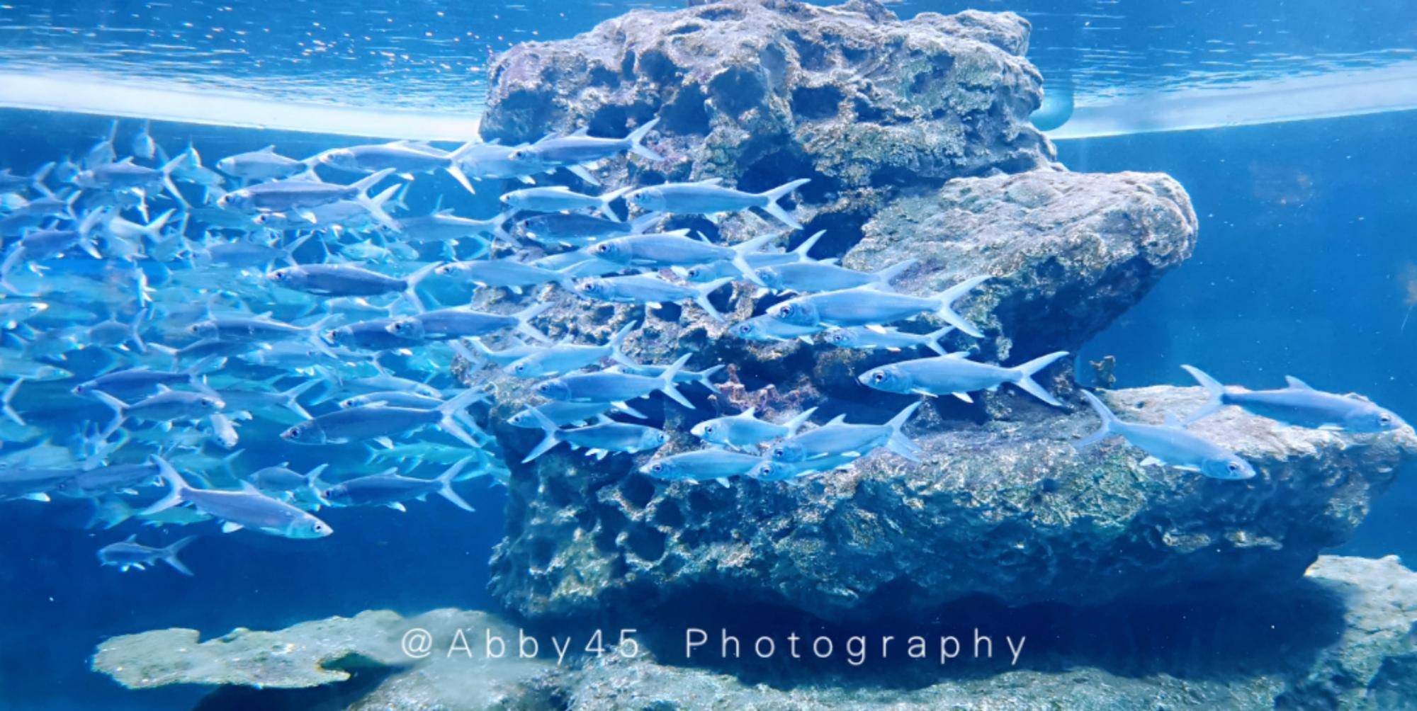 厦门蓝眼泪没赶上,去椰风寨看水族馆和海底地铁,露台美如阿那亚_科普