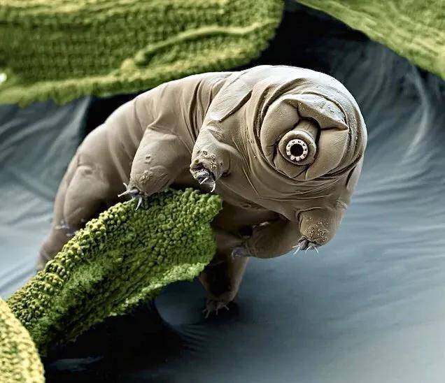 38张显微镜下的微生物-蚂蚁体型放大100倍会不会称霸地球?