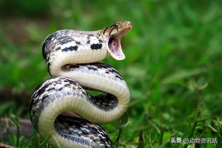 世界上最毒的 20 种蛇