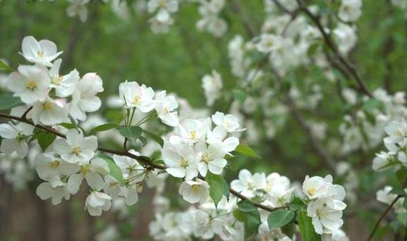 断肠花（断肠花小说在哪看） 第3张