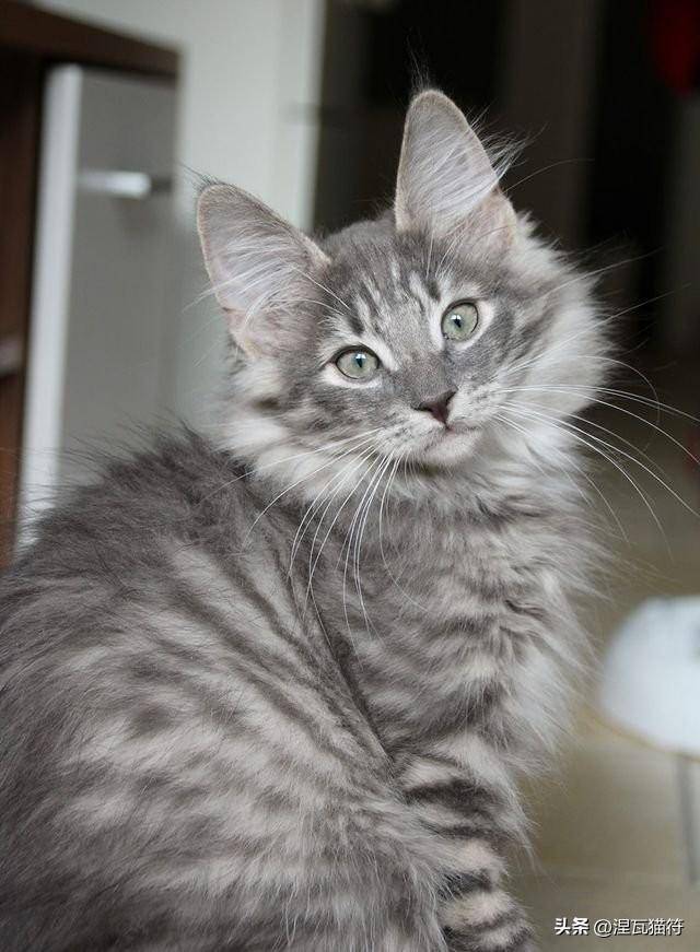 挪威森林猫丨琥珀色_基因_颜色_变化